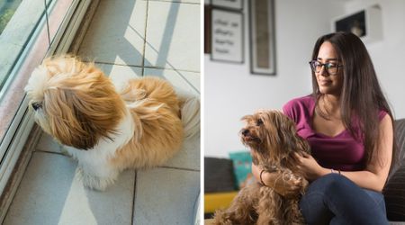 Deaf senior dog cried every night thinking his family ignored him – until his family found a way to speak to him again