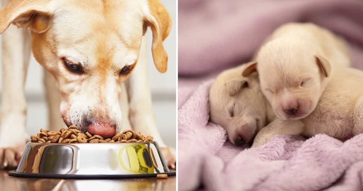 (L) Hungry Labrador retriever is feeding at home, (R) Ten-day-old white Labrador puppies. (Representative Cover Image Source: Getty Images | (L) Chalabala, (R) miljko)