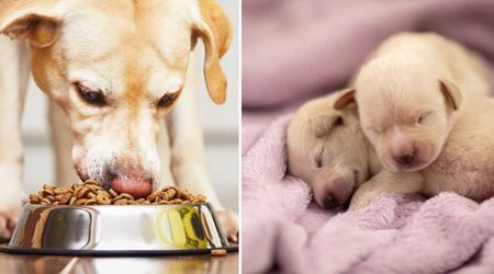 Vet says your dog’s food bowl holds a common first clue she’s pregnant — and most owners overlook it
