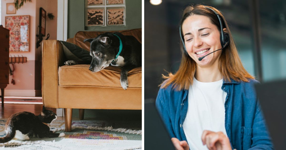 (L) An angry dog lunges towards a terrified young cat, (R) A Woman does commentary. (Representative Cover Image Source: Getty Images |(L) 	Catherine Falls Commercial, (R)PixeloneStocker)