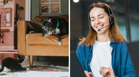 Woman’s spot-on commentary on her cat and dog’s fight over futon is the real edge-of-your-seat drama