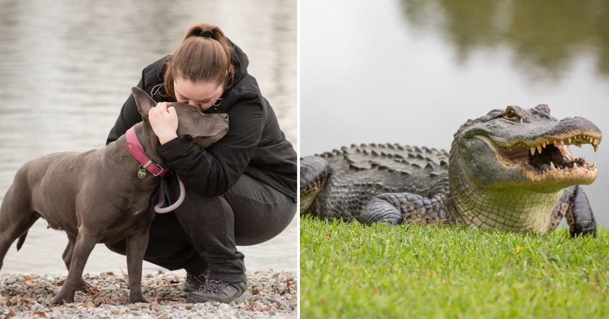 (L) A woman hugging her pet dog near a lake. (R) An alligator. (Representative Cover Image Source: Getty Images | (L) RR-Photos, (R) Robert Loe)