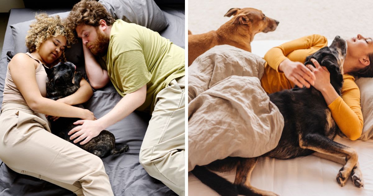 (L) Couple sleeping with dog in bed, (R) Woman lying in bed with her dogs. (Representative Cover Image Source: Getty Images | (L)AnnaStills, (R) Westend61)