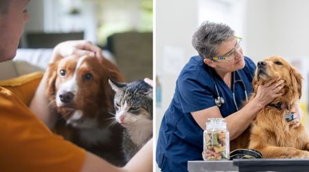 Dogs and cats go through midlife crisis too — vet shares tell-tale signs and strategies to help your aging pet