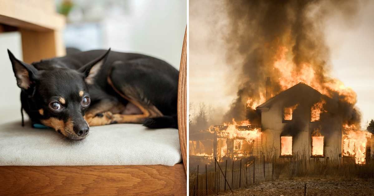 (L) A Chihuahua pet dog sitting on the chair. (R) A house fire. (Representative Cover Image Source: Getty Images | (L) vesi_127, (R) Insight Imaging) 