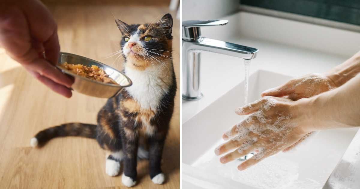 (L) An owner giving pet food to its cat. (R) A person washing their hands. (Representative Image Source: Getty Images | (L) Jaromir, (R) Xsandra)