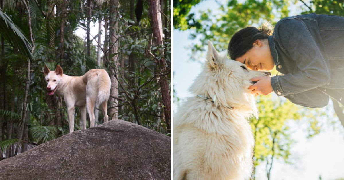 (L) A rare white dog rests high up on a large rock, surveying the landscape, (R) Young cheerful woman enjoying with her dog in the park. (Representative Cover Image Source: Getty Images | (L) victor pashkevich, (R)LordHenriVoton)
