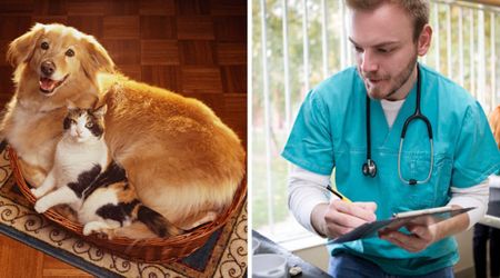 Asked which pet is ‘low maintenance,’ everyone gave the same answer — but vets strongly disagree