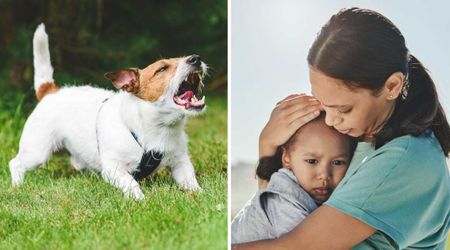 Parents panicked when their pet dog suddenly charged at their baby — then his yelp revealed something shocking in his mouth