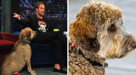 Ryan Gosling once remembered his late dog as toothless, ‘skinny-fat,’ and 'still sexy' in one of the strangest tributes yet