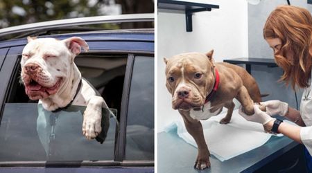 Dog with terminal cancer crosses off every bucket list adventure before starting chemotherapy
