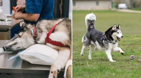 They rescued a dying Husky so starved he couldn’t open his eyes. He is unrecognizable just a month later.