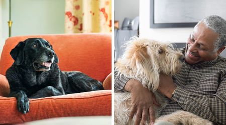 If your senior dog could talk, these are the 8 heartfelt things they’d tell you about their final years, per vet