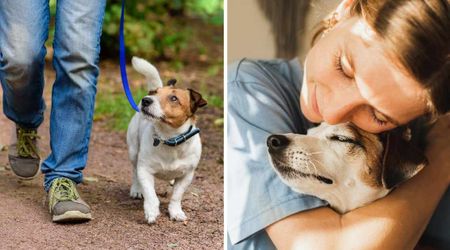 Woman couldn’t bear seeing a man mistreat his dog on the street — one question later, she gave pup a second chance at life