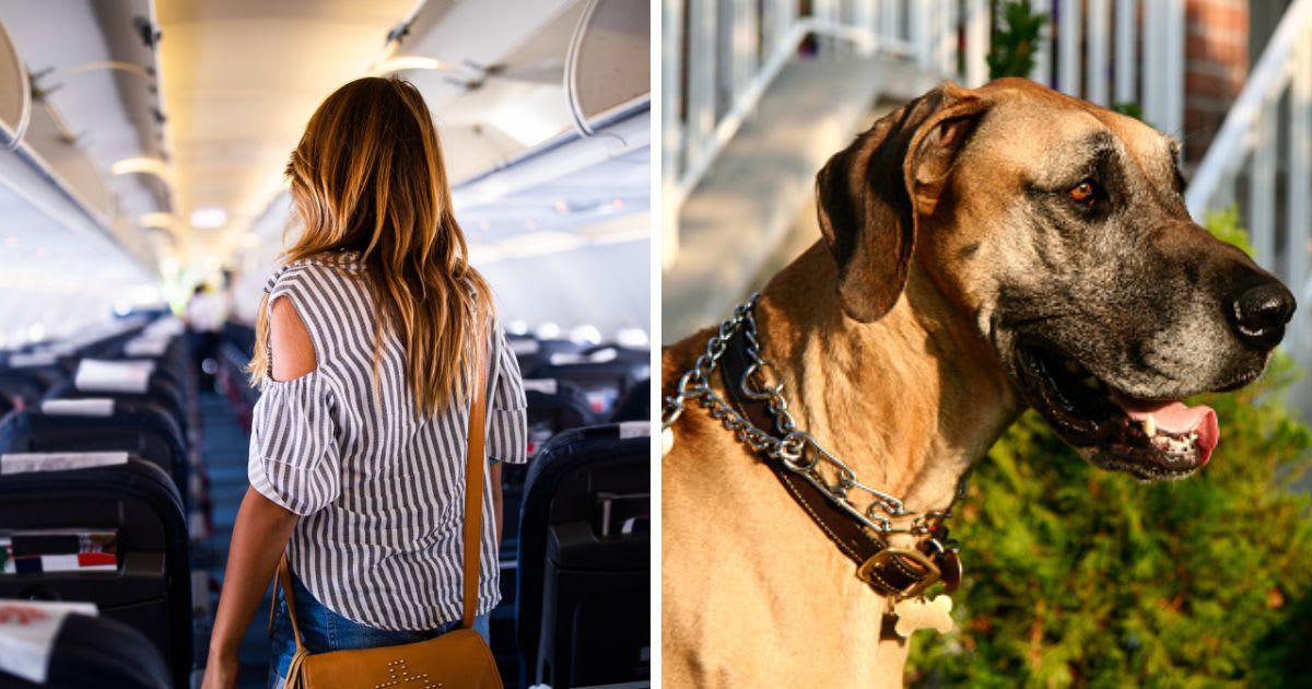 (L) Back view of a woman searching for her seat in an airplane, (R) A Great Dane. (Representative Cover Image Source: Getty Images | (L) skynesher, (R)Stuart Murray)