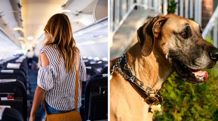 Glamorous influencer brings her huge Great Dane as a service animal on flight — and the internet’s never been more divided