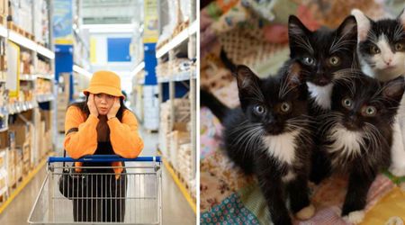 Shopper finds mama cat and litter of kitten with a tragic note left in a cart: ‘Please keep them together at least’