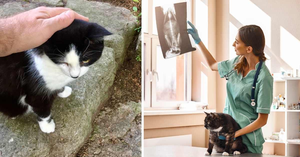 (L) A man petting a tuxedo cat. (R) A vet checking a pet cat's X-ray. (Representative Cover Image Source: Getty Images | (L) Boris SV, (R) dima_sidelnikov)