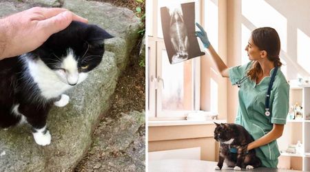 Rescuer rushed injured cat to ER fearing a car accident — but the X-ray of his leg revealed something far more cruel