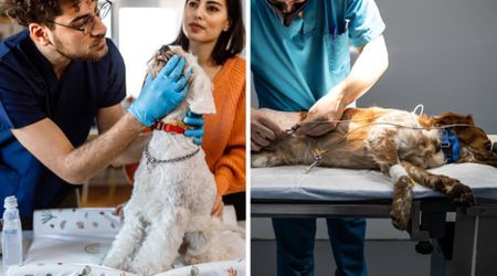 Free summer dental checkup ends up saving 9-year-old dog’s life after vets spot a ‘silent killer’ disease