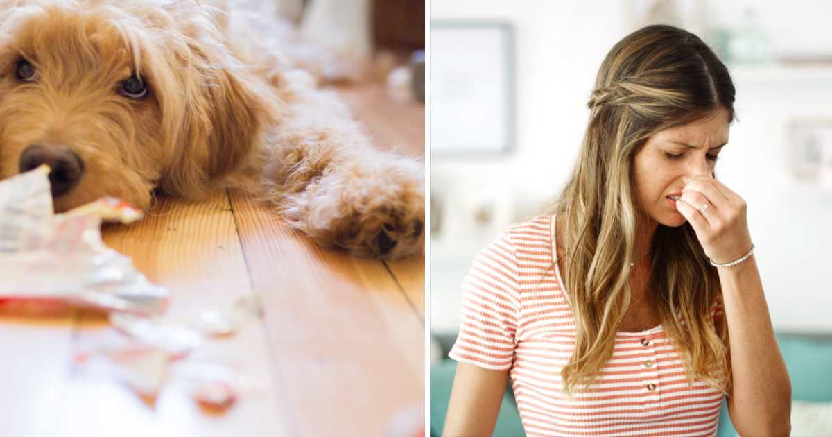 (L) Goldendoodle laying in front of trash that she had pulled out and shredded, (R) Woman nose pinching in living room with disgust. (Representative Cover Image Source: Getty Images | (L) Jules Clark, (R) Jacob Wackerhausen)