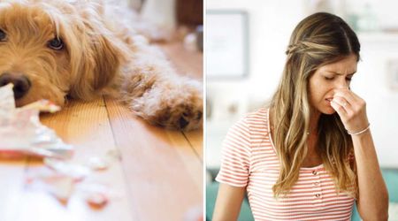 Goldendoodle swallowed $4,000 in cash from kitchen table — and its owner recovered most of it in the grossest way you can imagine