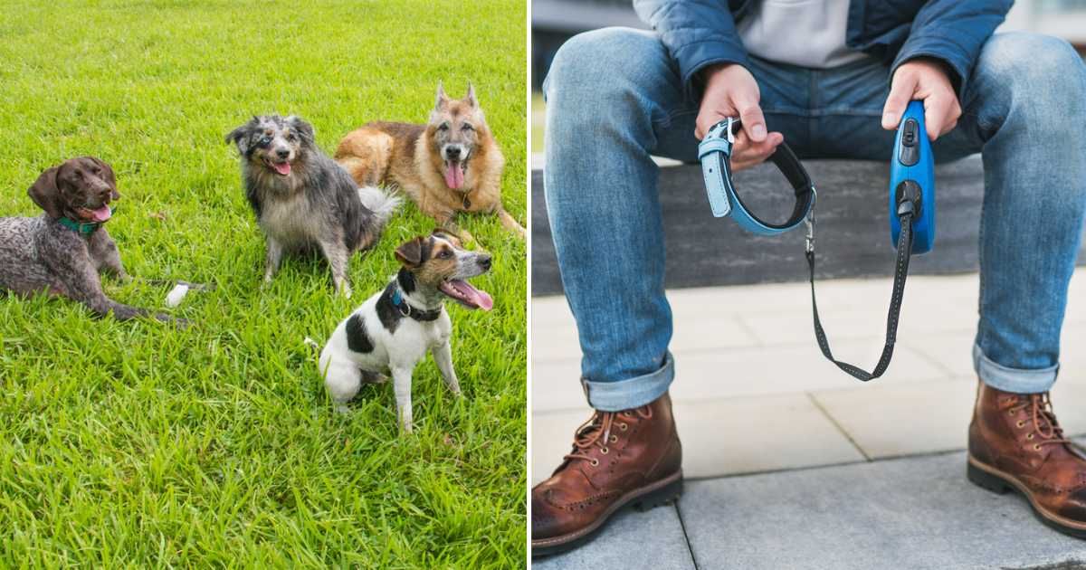 (L) Dogs in a dog park, United States; (R) Grieving dog owner holding the lovely pet collar with a leash. (Representative Cover Image Source: Getty Images | (L) meaghanbrowning, (R) Solovyova)
