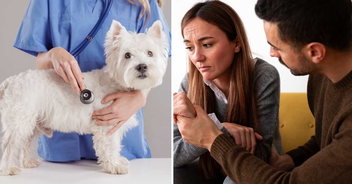 (L) A white terrier dog at the vet clinic. (R) A sad couple sitting together. (Representative Image Source: Getty Images | (L) Sergii Kolesnikov, (R) Daniel de la Hoz)