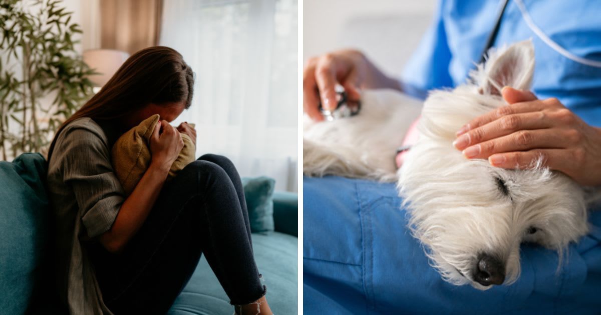 (L) Sad young woman crying and hugging a pillow, (R) Close-up on a veterinarian examining a sick dog at home. (Representative Cover Image Source: Getty Images | (L) milorad kravic, (R) Hispanolistic)