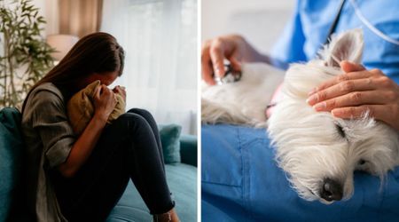 Pet grief counselor reveals signs your senior dog is nearing life’s end — and when to make the heartbreaking choice to say goodbye