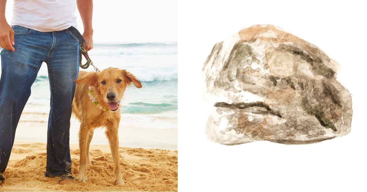 (L) Caucasian man walking dog on beach, (R) Ambergris. (Representative Cover Image Source: Getty Images | (L) Colin Anderson Productions pty ltd, (R) Daria Ustiugova)
