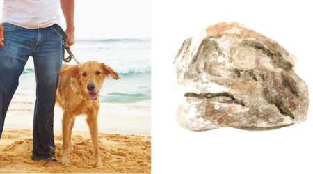 Fisherman’s dog picked up a ‘disgusting blob’ on the beach — then a test revealed it was possibly worth millions