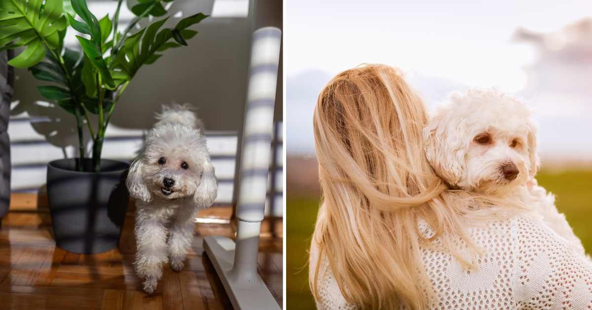 (L) A poodle pet dog walking in the house. (R) A woman hugging her pet dog. (Representative Cover Image Source: Getty Images | (L) freemixer, (R) Pekic)