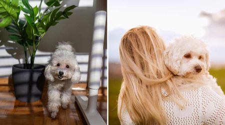 Woman ‘knew’ her senior dog was ready to go when she saw his final walk — 55 minutes later, he crossed the rainbow bridge