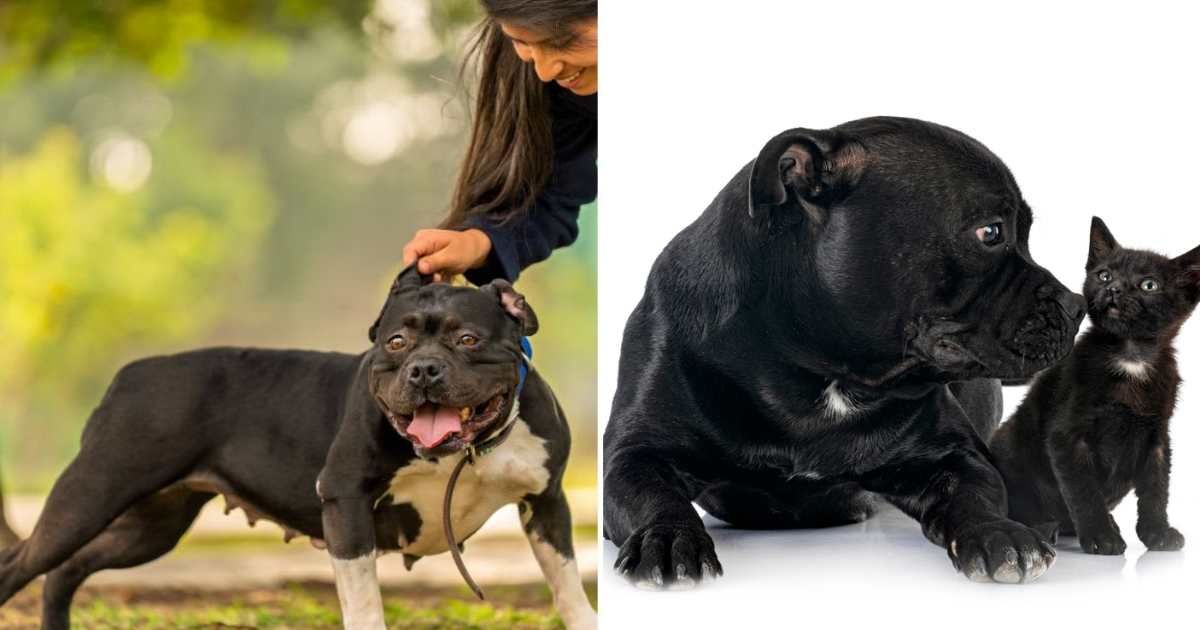 (L) Young woman petting her happy dog in a sunny park, (R) A dog and a cat sitting. (Representative Cover Image Source: Getty Images | (L) Guillermo Spelucin, (R) cynoclub)
