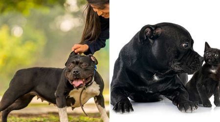 American bully marked ‘aggressive’ was headed for euthanasia — then a cat appeared at the last second and changed everything