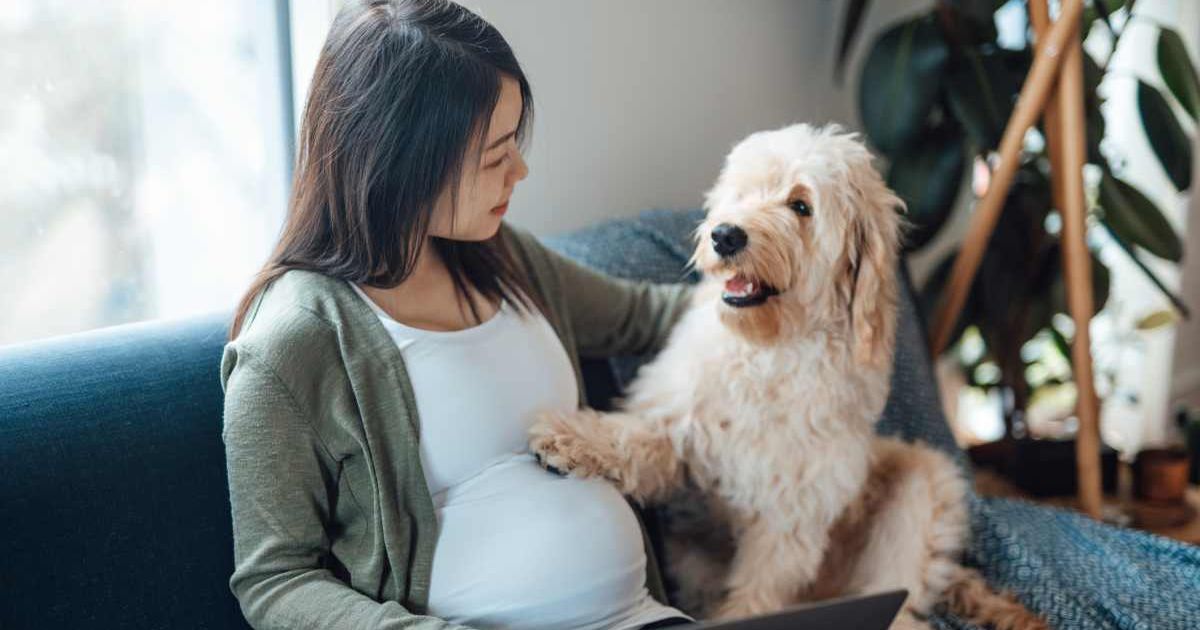 A pregnant woman with her pet doodle. (Representative Cover Image Source: Getty Images | Oscar Wong)