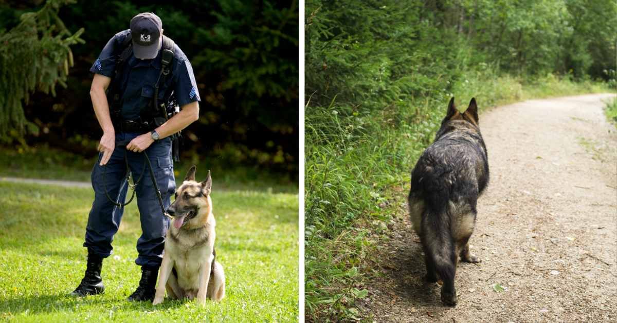 (L) Police Dog Training, (R) German Shepherd Dog in nature. (Representative Cover Image Source: Getty Images | (L) jtyler, (R) Valeria Vechterova)