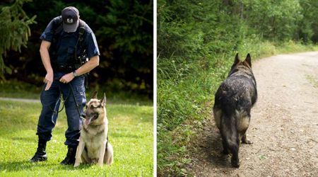 Dog sat stubbornly in the middle of the road, ignoring a cop’s help — then she suddenly led him into the forest