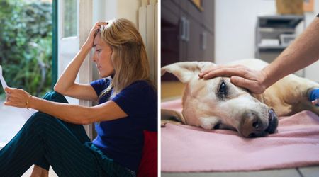 Vet’s touching letter to owners who can’t stay with their pets during euthanasia is moving everyone to tears