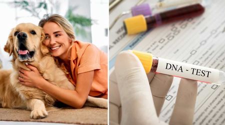 Dog owner believed for a decade their high school gift was a ‘Golden Retriever’ — until a DNA test exposed the lie