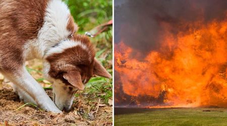 Owner was annoyed when her dog dug same spot in the yard for days — but what she discovered beneath the ground ended up saving lives