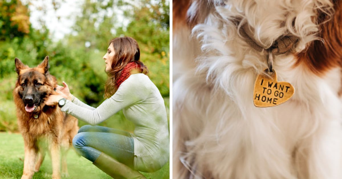(L) Woman, German shepherd dog and outdoor in garden, (R) Dog Collar with Tag with inscription. (Representative Cover Image Source: Getty Images | (L)Mikolette, (R) Maria Korneeva)
