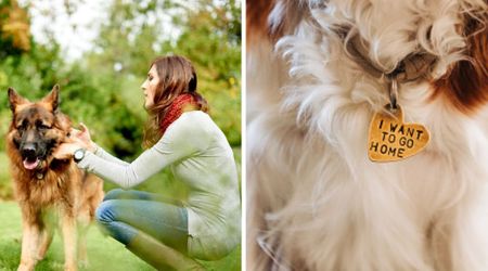 Dog mom was warned that her expensive pup is a target for thieves — so she came up with clever tag that would scare anyone off
