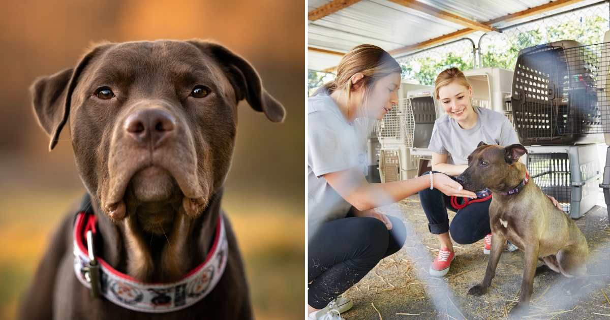 (L) A sad-looking pet dog with collar. (R) Shelter staff with a rescue dog (Representative Cover Image Source: Getty Images | (L) Anita Kot, (R) Camille Tokerud)