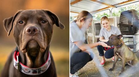 Shelter finds abandoned dog with a heartbreaking word scrawled on his collar — revealing cruel truth about his past