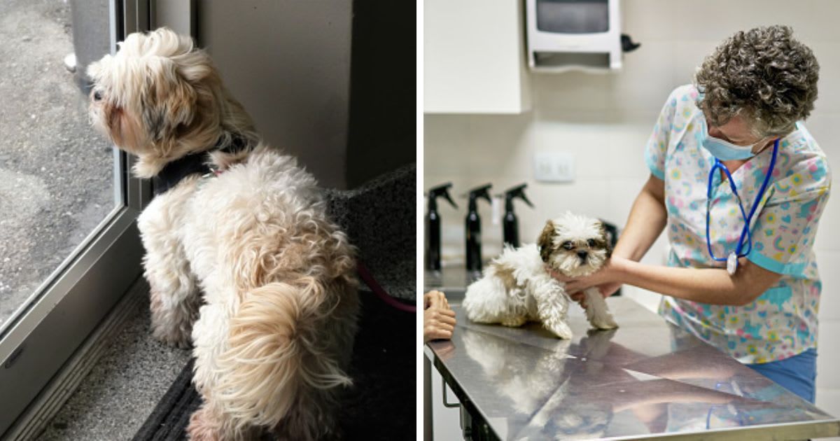 (L) Sad Little Dog Looking Out the Window, (R) Shih Tzu Puppy Sitting on Examination Table During Check-Up. (Representative Cover Image Source: Getty Images | (L)JosieN, (R) xavierarnau)