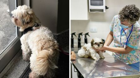 Vet shares heartbreaking glimpse of dementia in senior dogs that most owners overlook