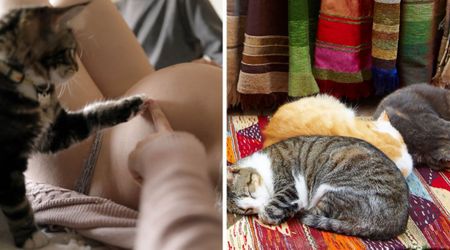 Pregnant woman was puzzled when her 5 cats pawed at her belly one by one — later that evening, she realized why