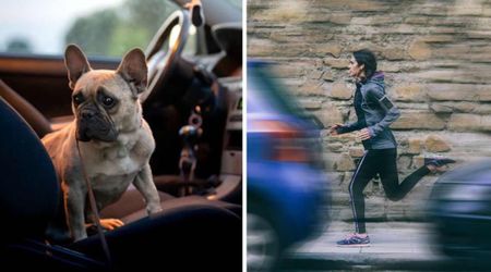 Woman saw four ‘thieves’ drive off with her French Bulldog — so she clung to the hood of their speeding car to save her beloved pet